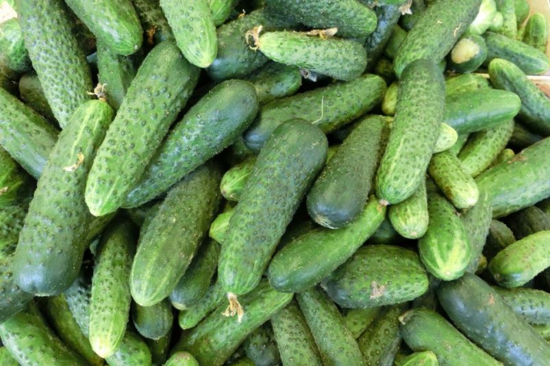 Огурчики прут сочными и упругими: лью такую смесь под каждый куст — и все лето хрумкаем плоды за обе щеки