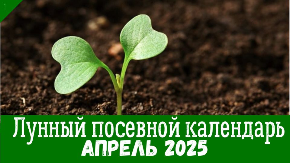       2025 