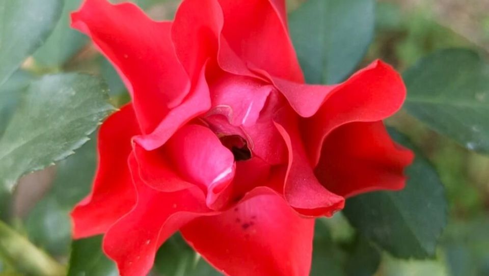   :  'Black Forest Rose'     