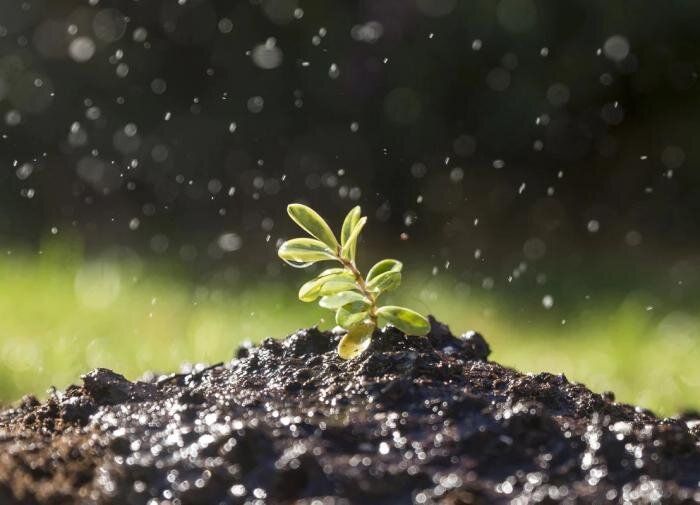 Почему стоит отказаться от посадок в сырой земле