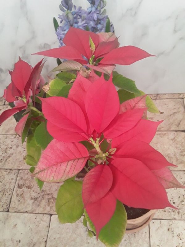 Читать между строк: неожиданности в мире домашних растений и их прогнозы