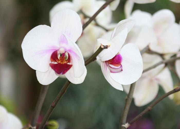 Как выбрать идеальное комнатное растение: советы по выбору и уходу