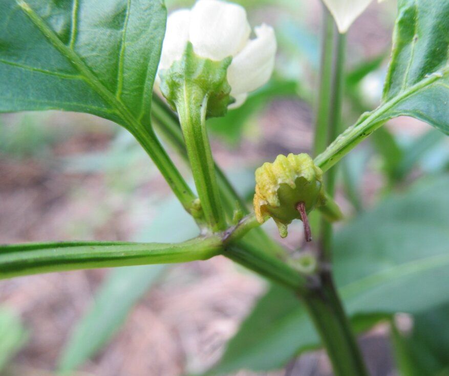 Как вырастить идеальный перец: три распространенные ошибки и их последствия