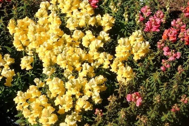 Осеннее волшебство: посев однолетников под зиму