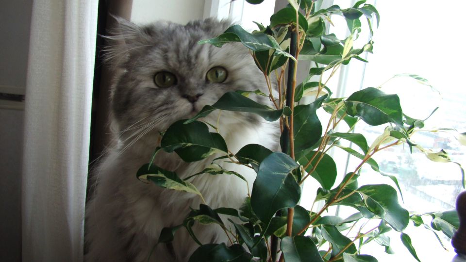 Фикус неспроста «лысеет» день ото дня: причина кроется в одной ошибке цветоводов