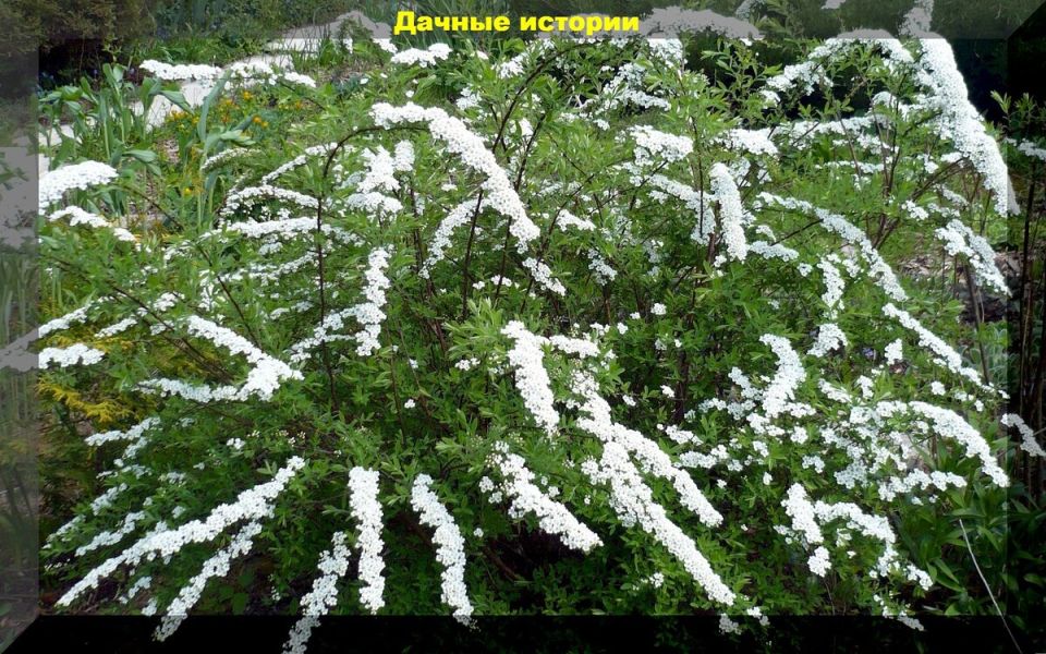 Как выбрать идеальный кустарник для живой изгороди: секреты и советы