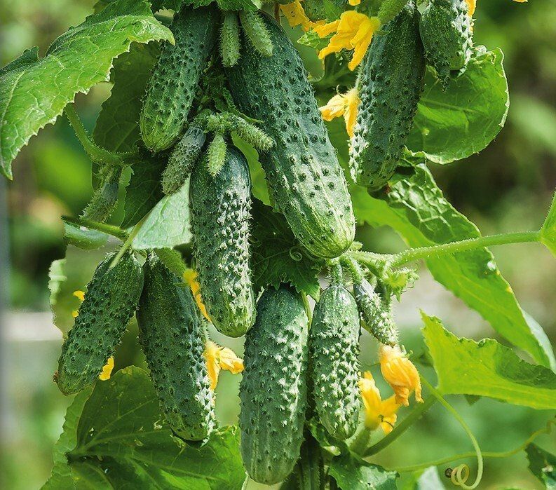 Как новый гибрид огурцов «Хрустящий изумруд» стал настоящей находкой для огородников