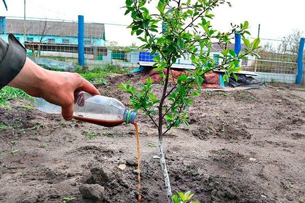 Способы подкормки слив на разных этапах роста