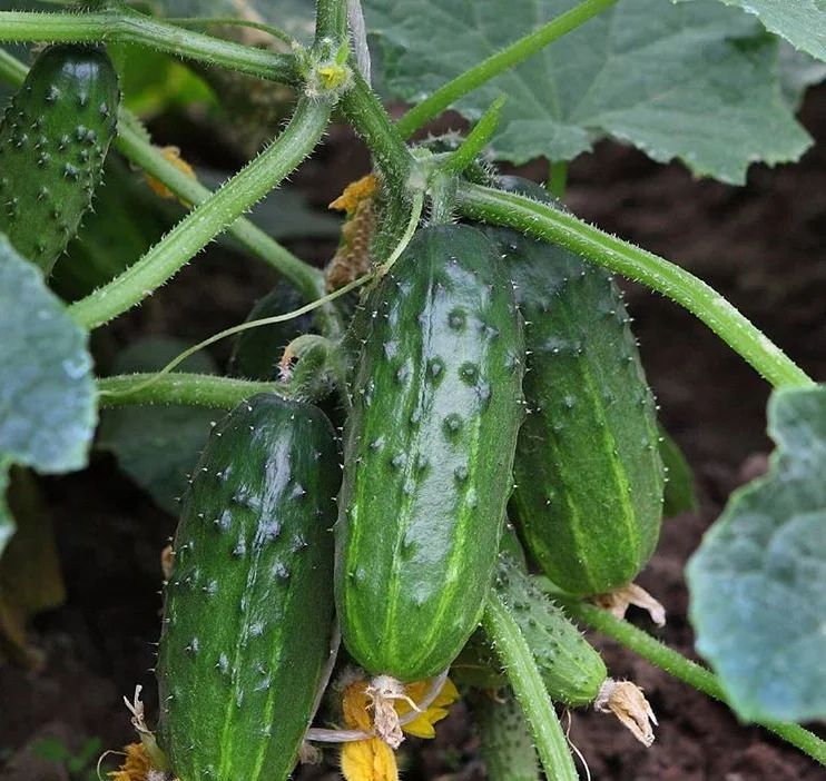 Как сохранить урожай огурцов до самой поздней осени