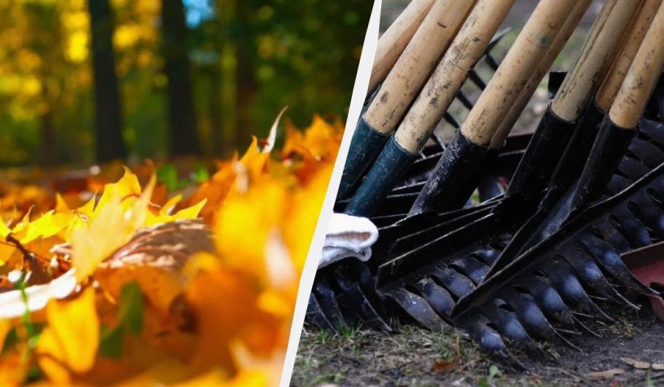 Польза опавших листьев для экосистемы