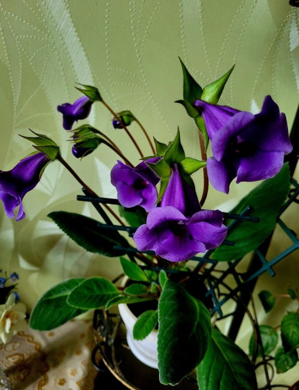 Глоксиния: секреты успешного ухода за тропическим цветком в вашем доме