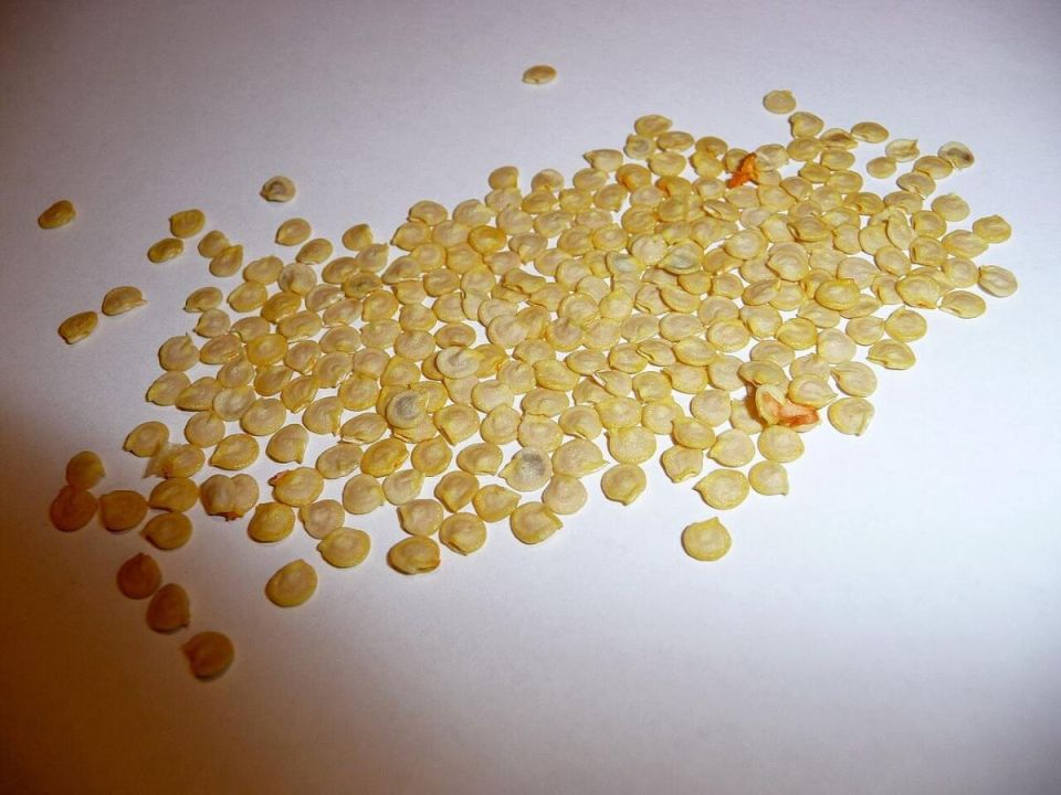 Памятка для любителей помидоров