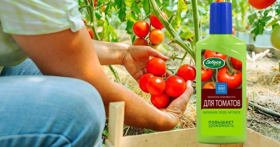 Как достичь рекордного урожая томатов, баклажанов и перцев: секреты эффективного удобрения