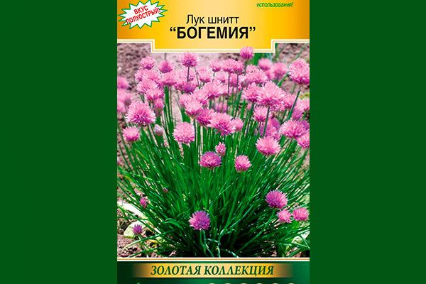 Лук-шнитт Богемия: секреты популярного сорта
