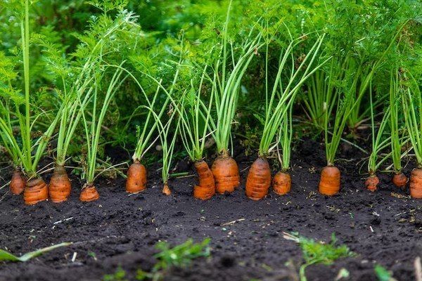 Сорт моркови Роте Ризен: блеск урожайности и вкус, который покоряет