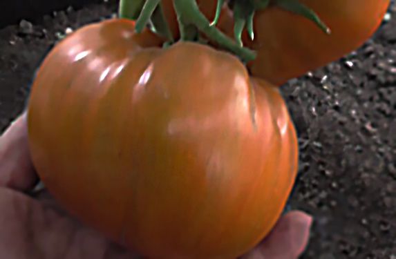 Томат Козула 74: легенда среди овощей, которую стоит вырастить