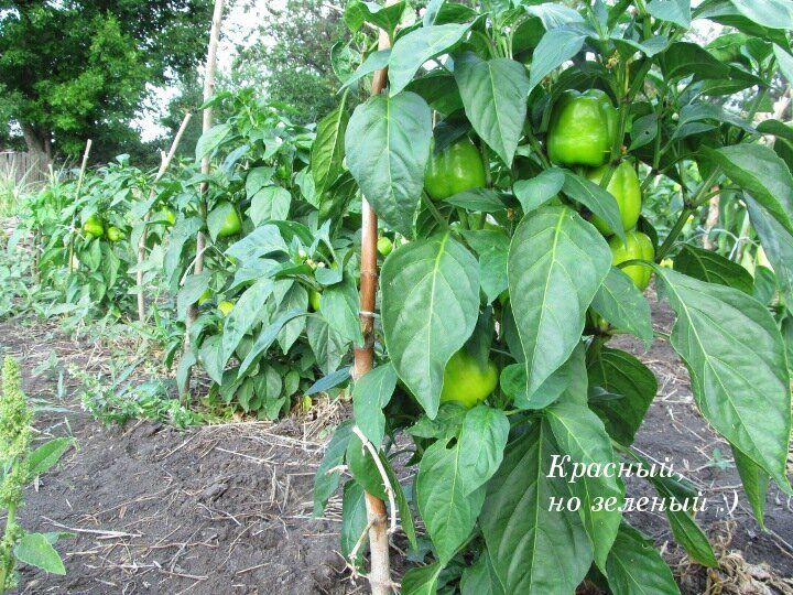 Как помочь перцам после холодов: простые методы для быстрого роста