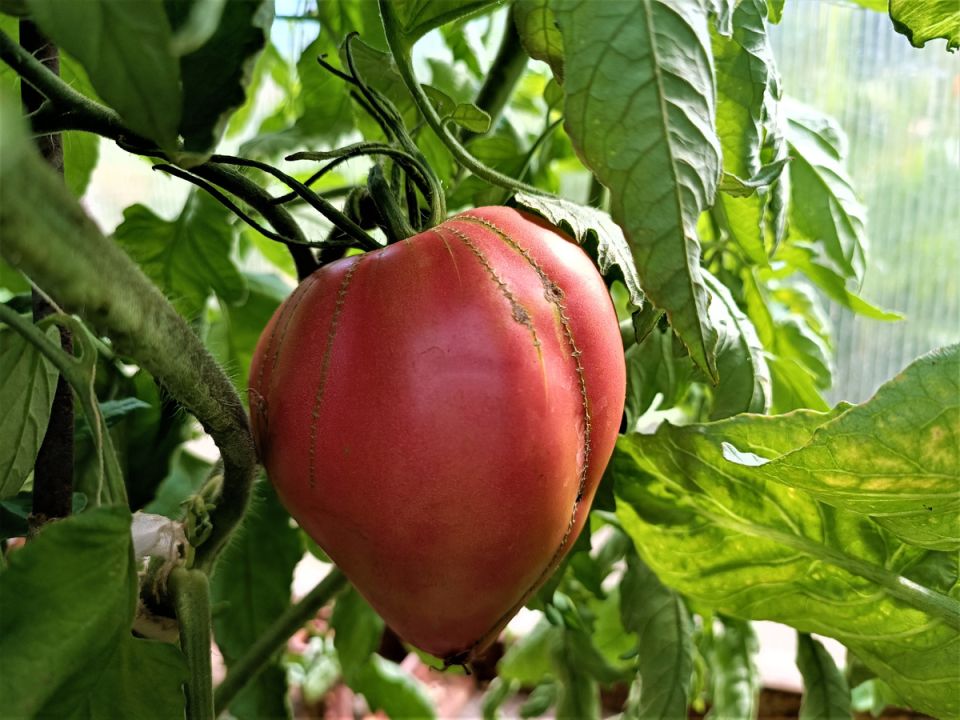 Ускорение созревания томатов в августе