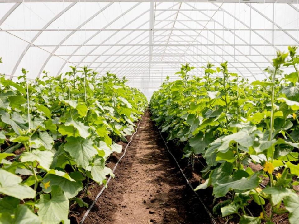 Как избежать горечи в огурцах: простое решение для дачников