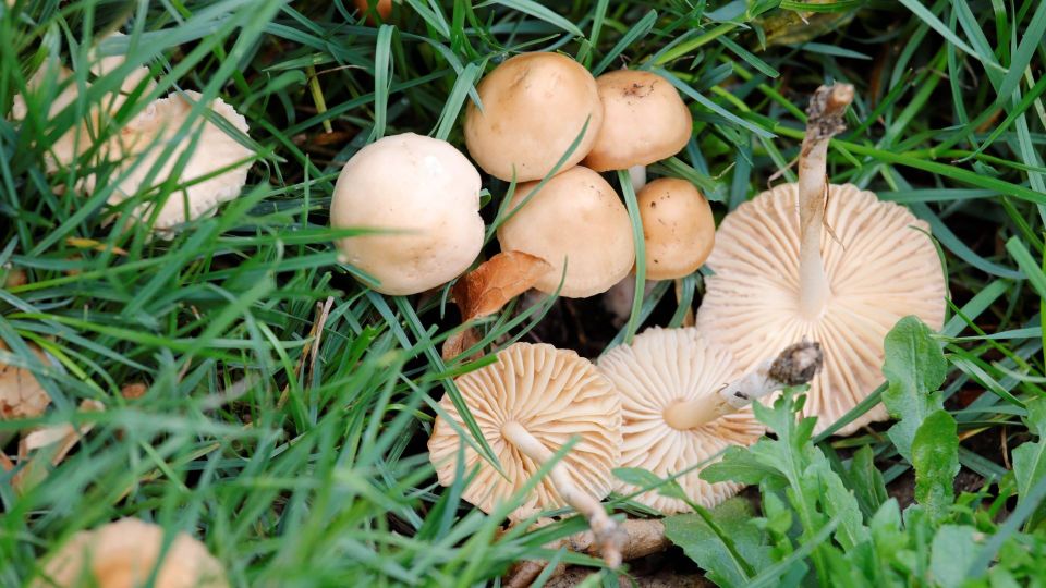 Так вот почему люди травятся даже съедобными грибами: нарушают эти правила