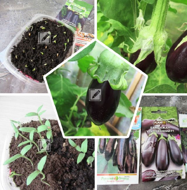 Секреты успешного выращивания рассады баклажанов: от выбора семян до радуги урожая