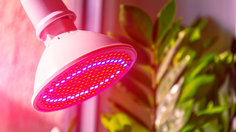 Погубите все цветы: об этой коварной опасности фитоламп мало кто знает