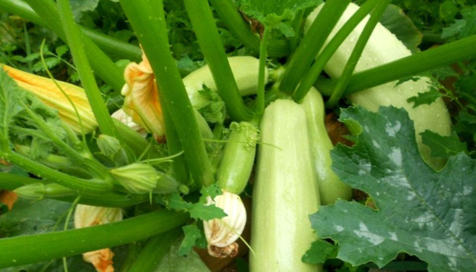 Урожай кабачков: Советы для успешного сбора