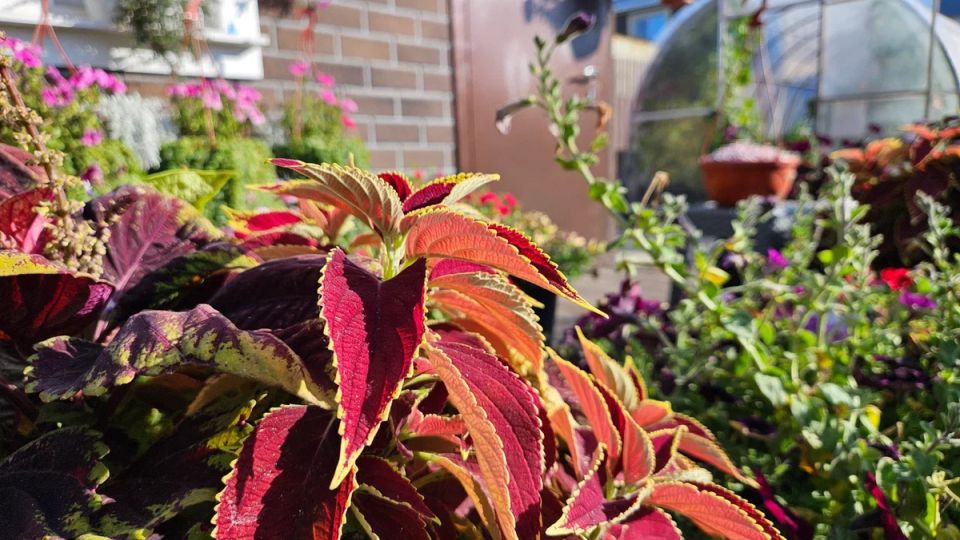 Опасные добавки для почвы: что не стоит использовать на даче