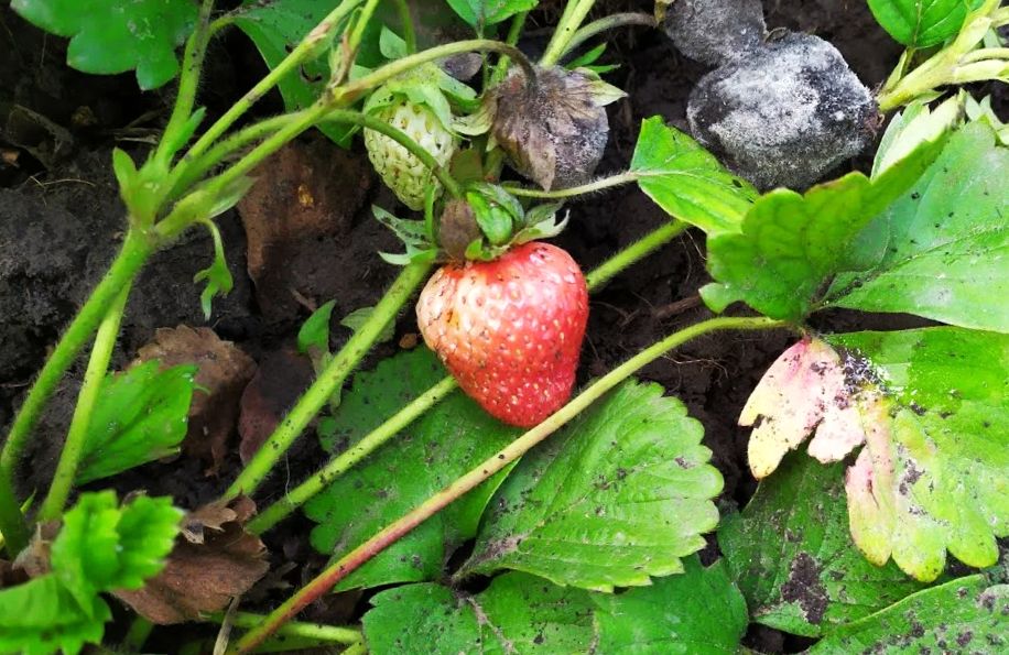 Серая гниль на клубнике: опасный враг в вашем саду
