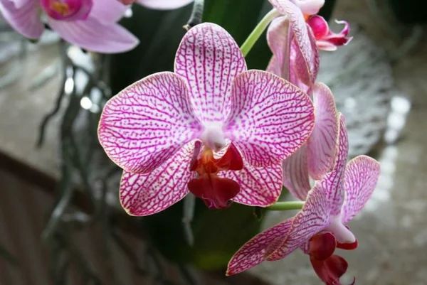 Как справиться с мучнистым червецом на ваших орхидеях