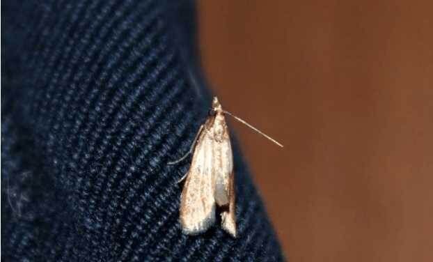 Лавровый лист как защитник вашего шкафа: натуральное средство от насекомых