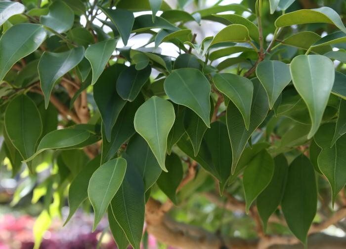 Как правильно ухаживать за фикусом