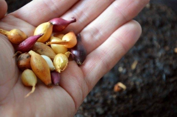 Секреты крупных луковиц: чем подкормить урожай для максимальных результатов