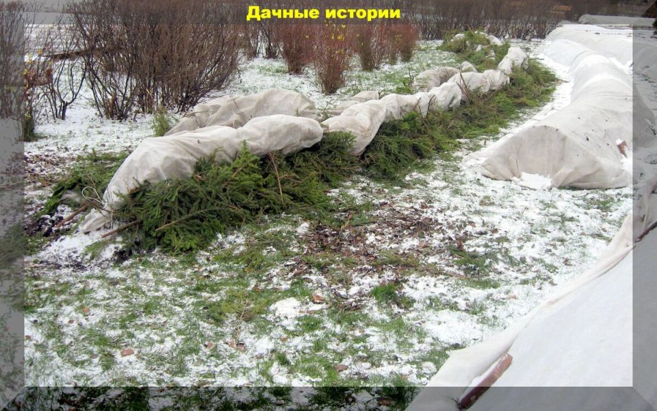 Как укрыть розы на зиму: секреты успешного зимнего хранения