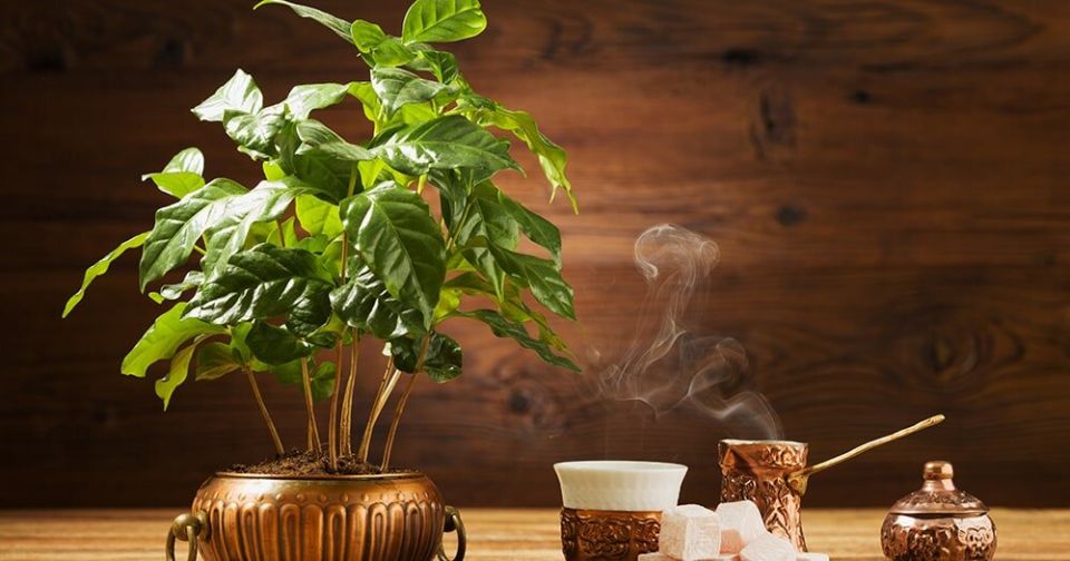 Выращивание кофейного дерева в домашних условиях: пошаговое руководство