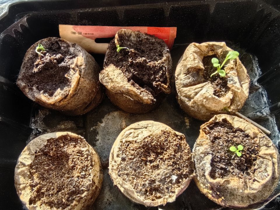 Как не ошибиться с рассадой: советы по выращиванию петуний без хлопот