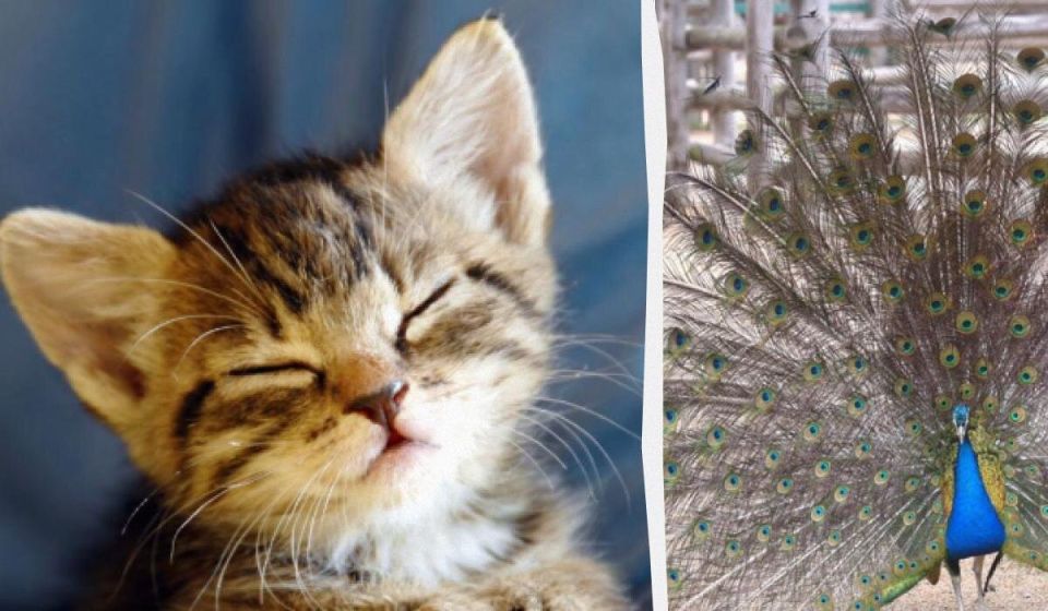 Тест на внимательность: сможешь ли ты найти котенка среди павлинов?