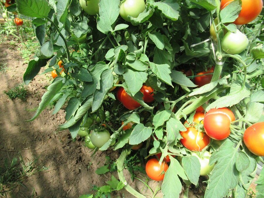 Как вырастить мощную рассаду томатов: важные моменты