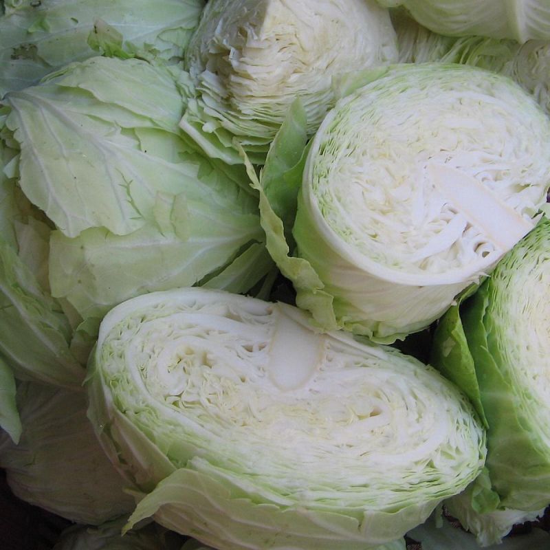 Как избежать растрескивания капусты: секреты ухода за растением