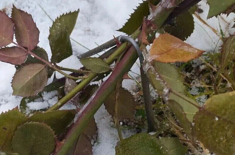 Смертельные ловушки: основные ошибки укрытия роз на зиму