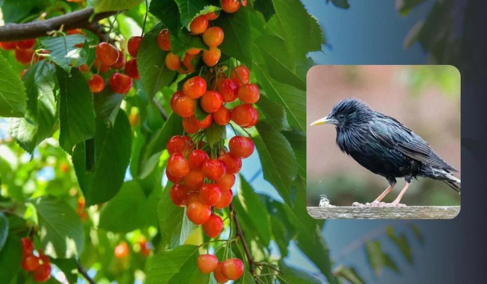Эффективные методы защиты черешни: как отвадить скворцов от вашего сада