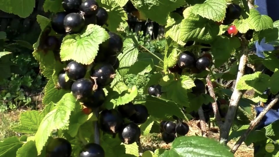 Плодоносящая смородина: секреты правильной обрезки