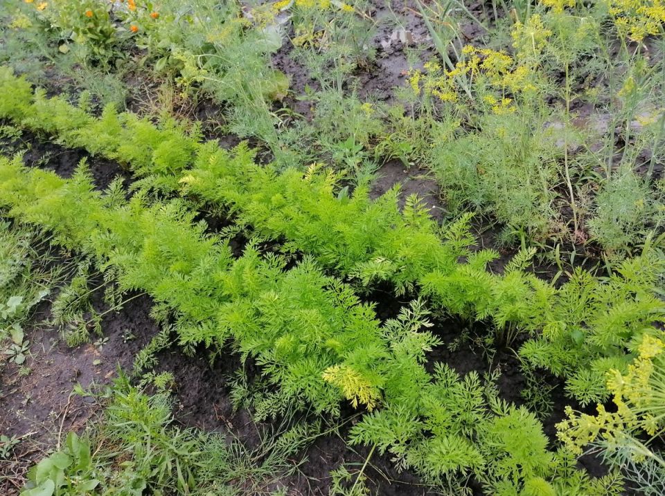 Эффективные биопрепараты для садоводов: как правильно использовать и хранить