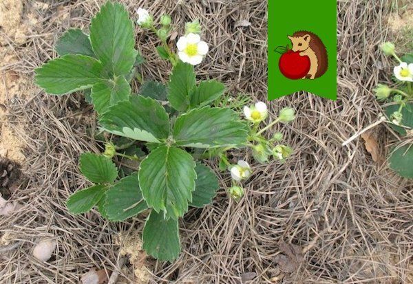 Хвоя в огороде: полезные свойства и подводные камни