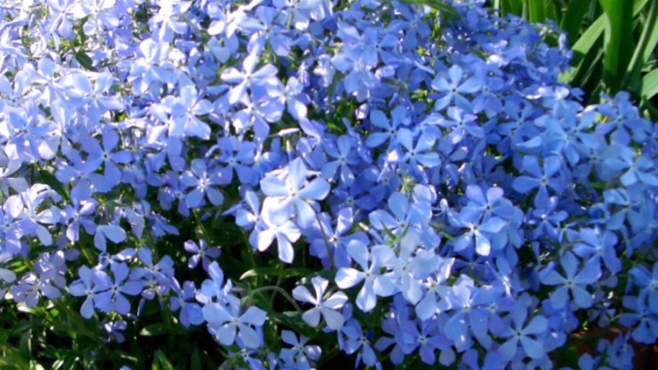 ������: �������� ��������� ����� ������ ����