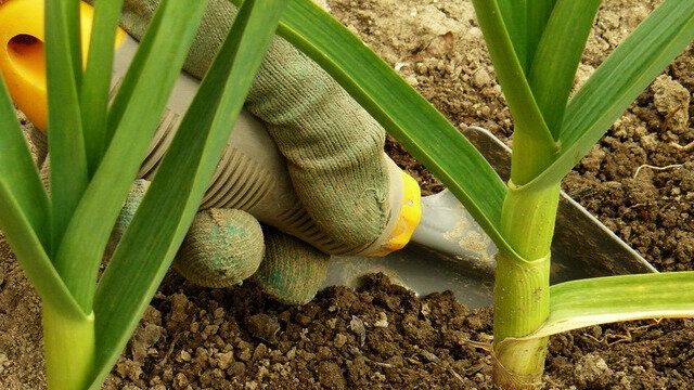 ��� ��������� ����� ���� � �������: ������� ��������� ������