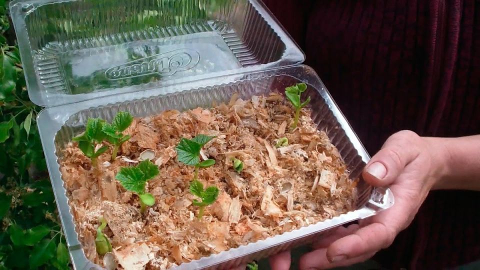 ������, ������� ���������� ������������� � ����: 15 �� ������� � 3 ���������