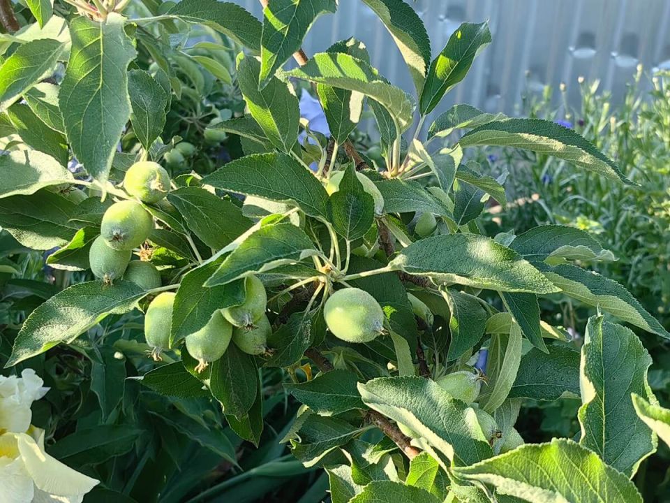 ��� ���������� ���������� � �����������: ������ �� ��������� ��������� ����