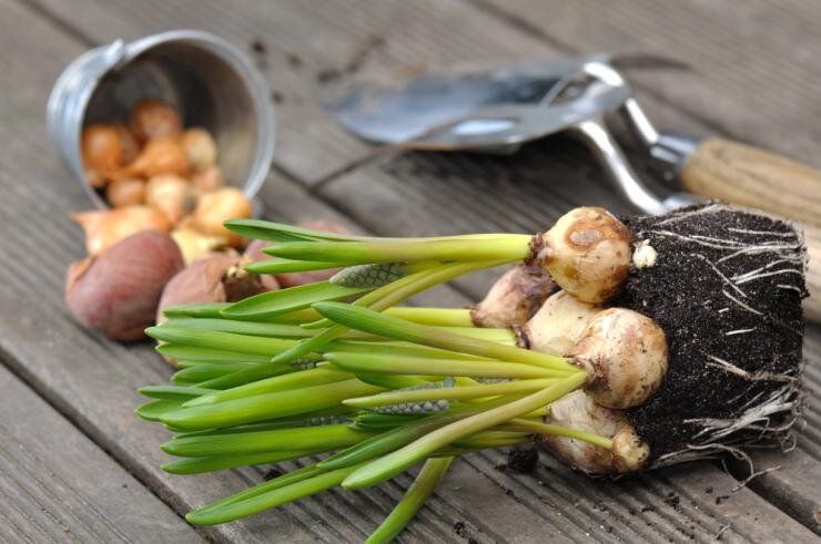 �������� ������ �����: ������ � ������������