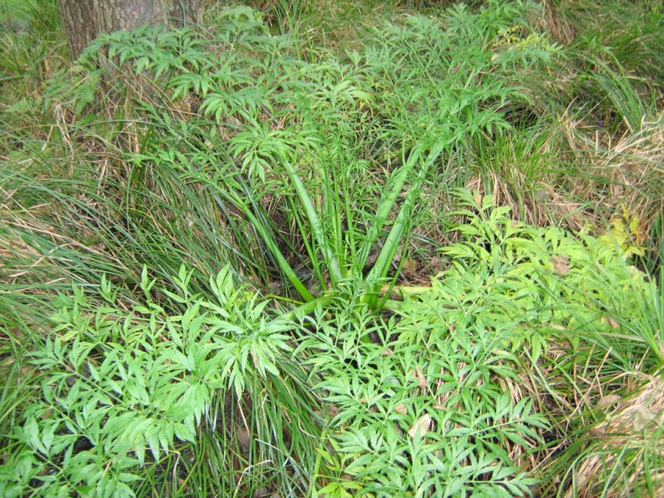 Цикута: опасный соблазн природы